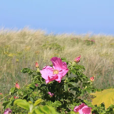 Strandnahes Ferienhaus Ferienhaus *